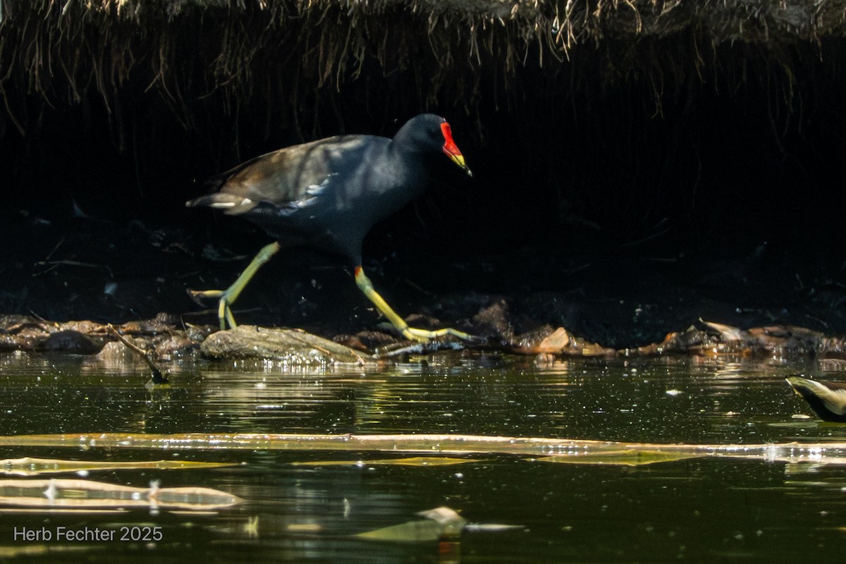 Курочка водяна - ML646426156