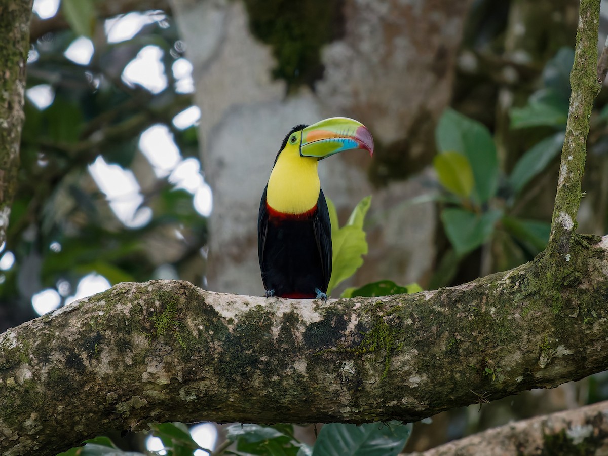 Тукан жовтогорлий - ML646426158