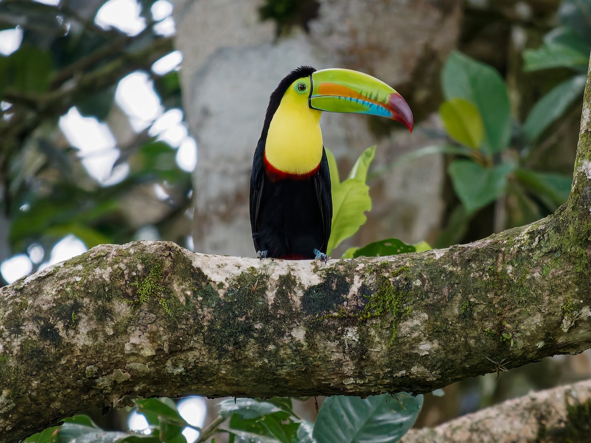 Тукан жовтогорлий - ML646426159