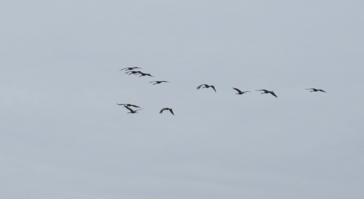 Журавель канадський - ML646426161