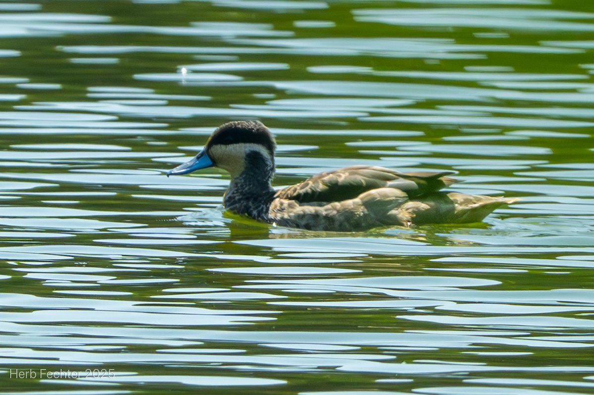 Чирянка жовтощока - ML646426162