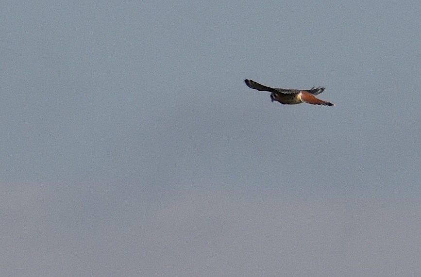 Боривітер американський - ML646426163