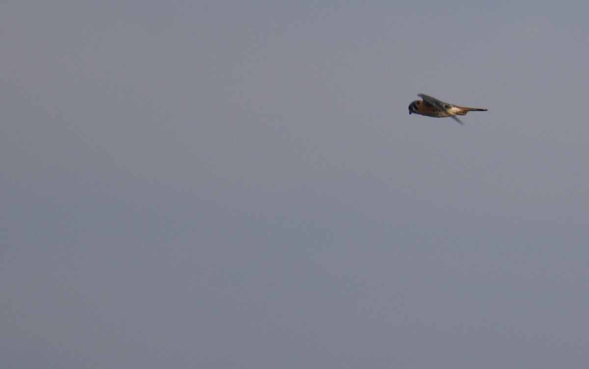 Боривітер американський - ML646426167