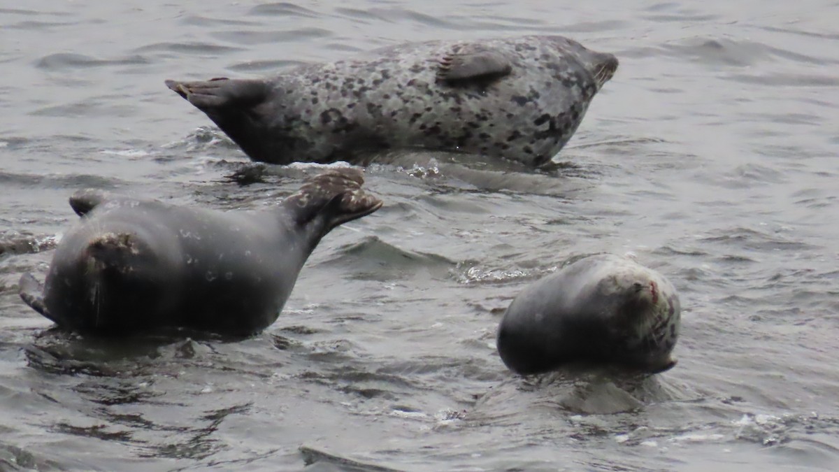 Animals - ML646426168