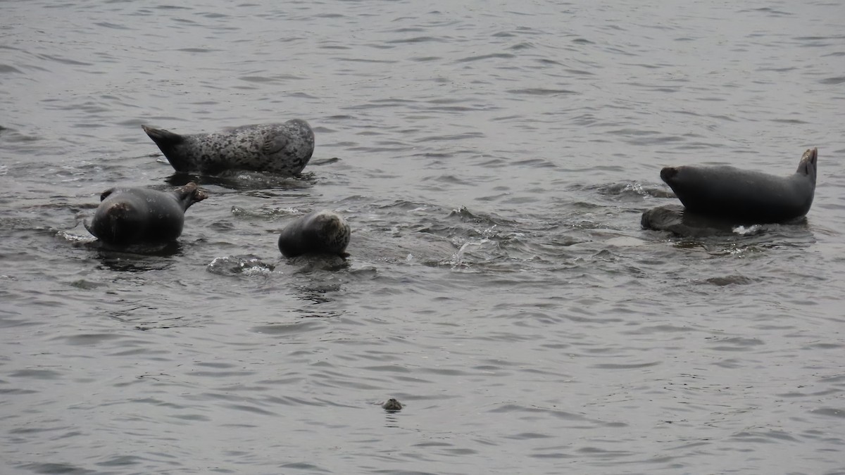 Animals - ML646426169