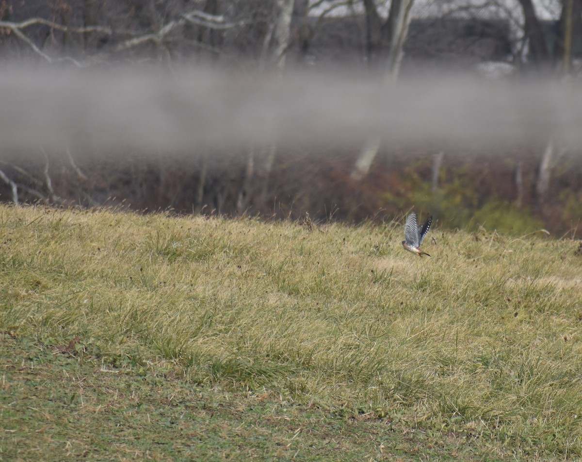 Боривітер американський - ML646426170