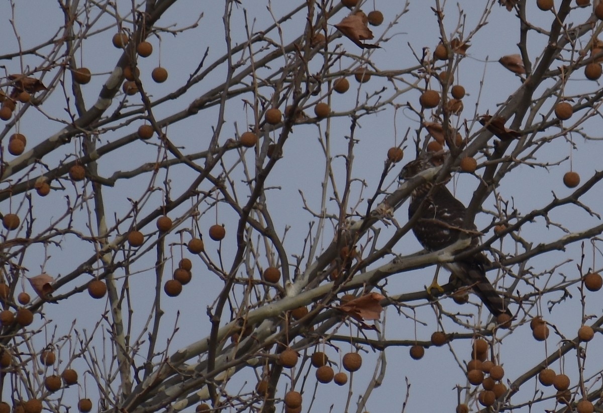 Яструб чорноголовий - ML646426172