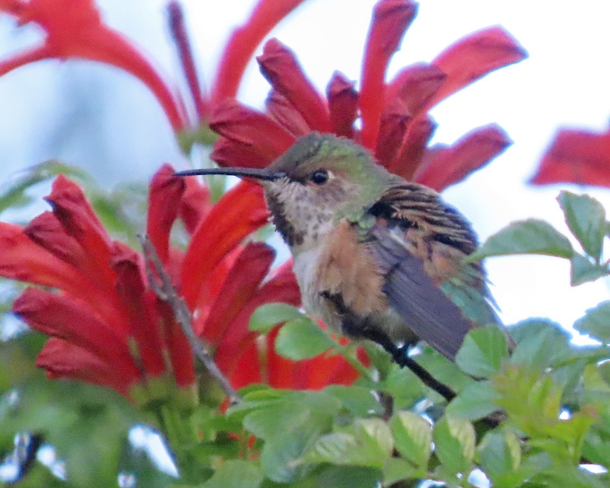 Колібрі-крихітка каліфорнійський - ML646426173