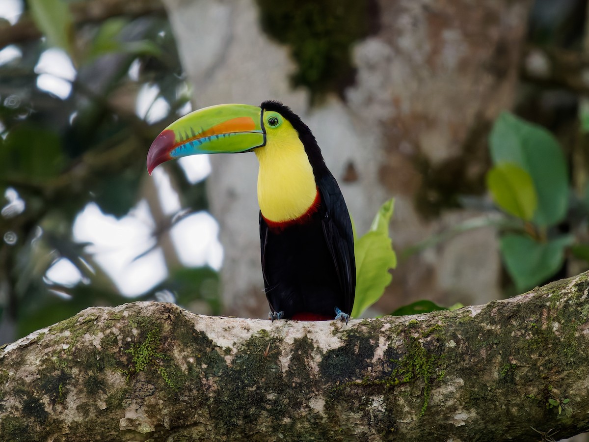 Тукан жовтогорлий - ML646426175