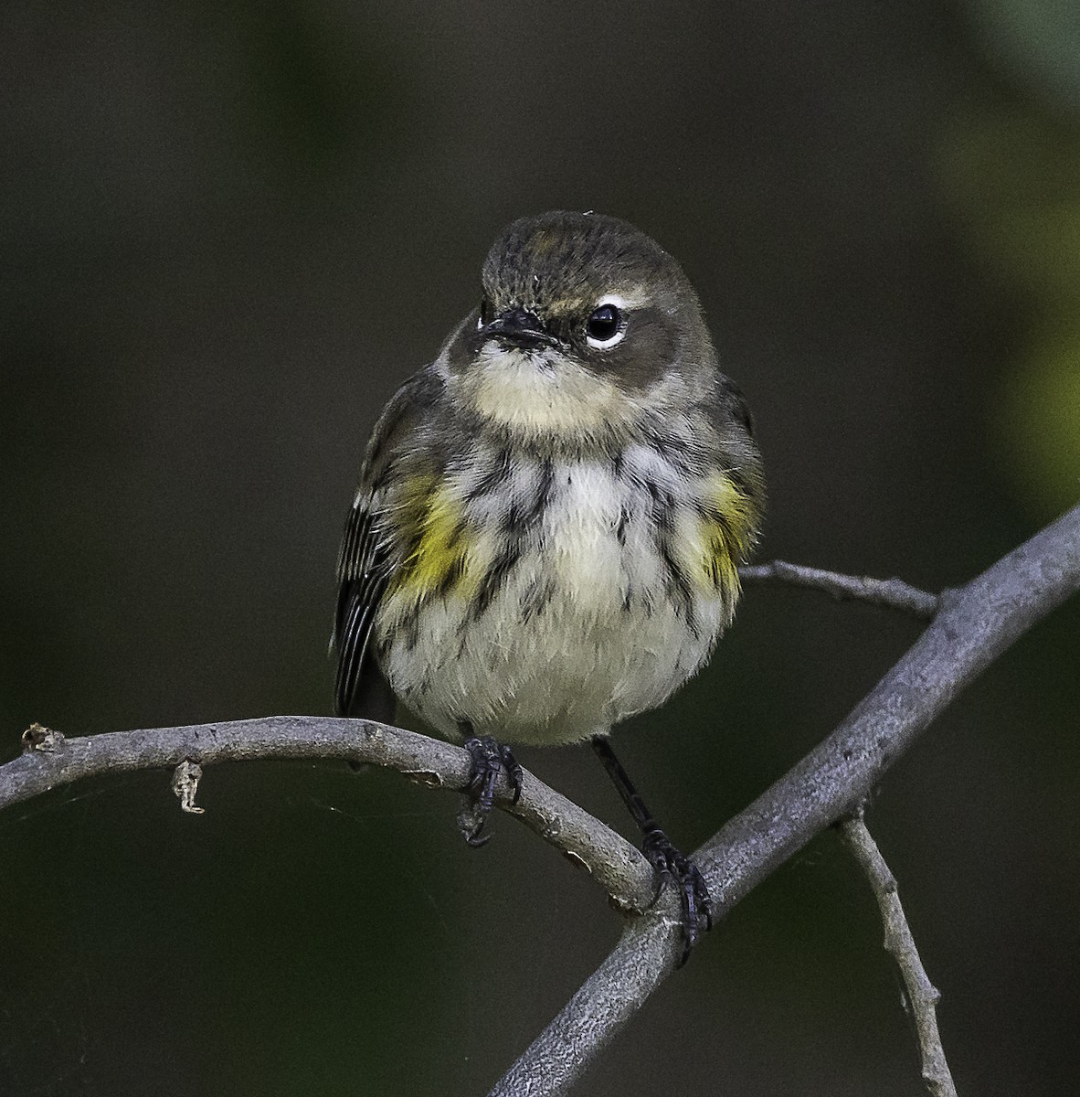Пісняр-лісовик жовтогузий (підвид coronata) - ML646426176
