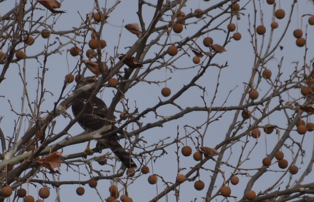 Яструб чорноголовий - ML646426177