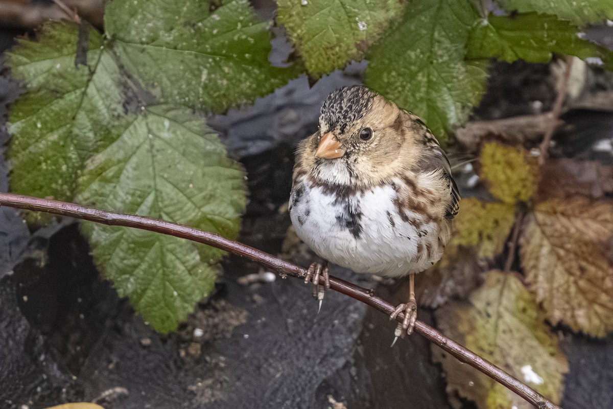 Harris's Sparrow - ML646426179