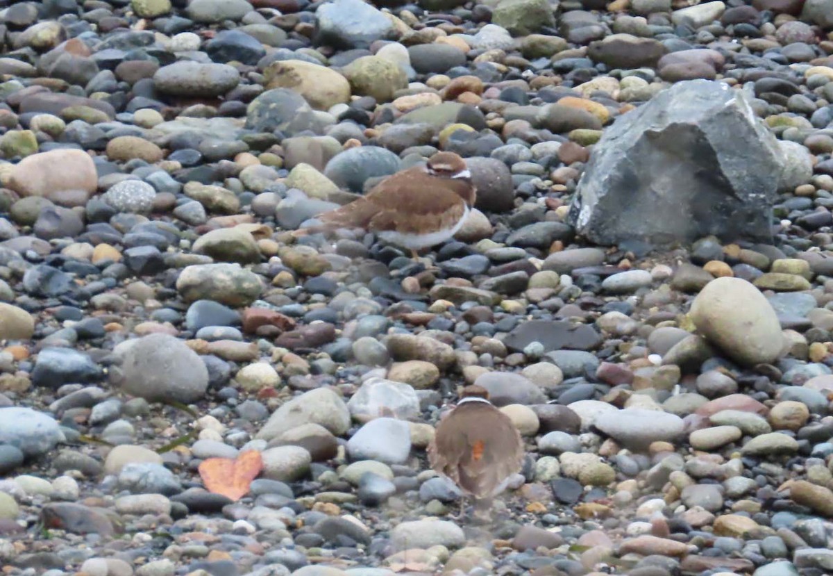 Killdeer - ML646426180