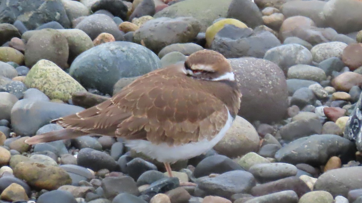 Killdeer - ML646426181