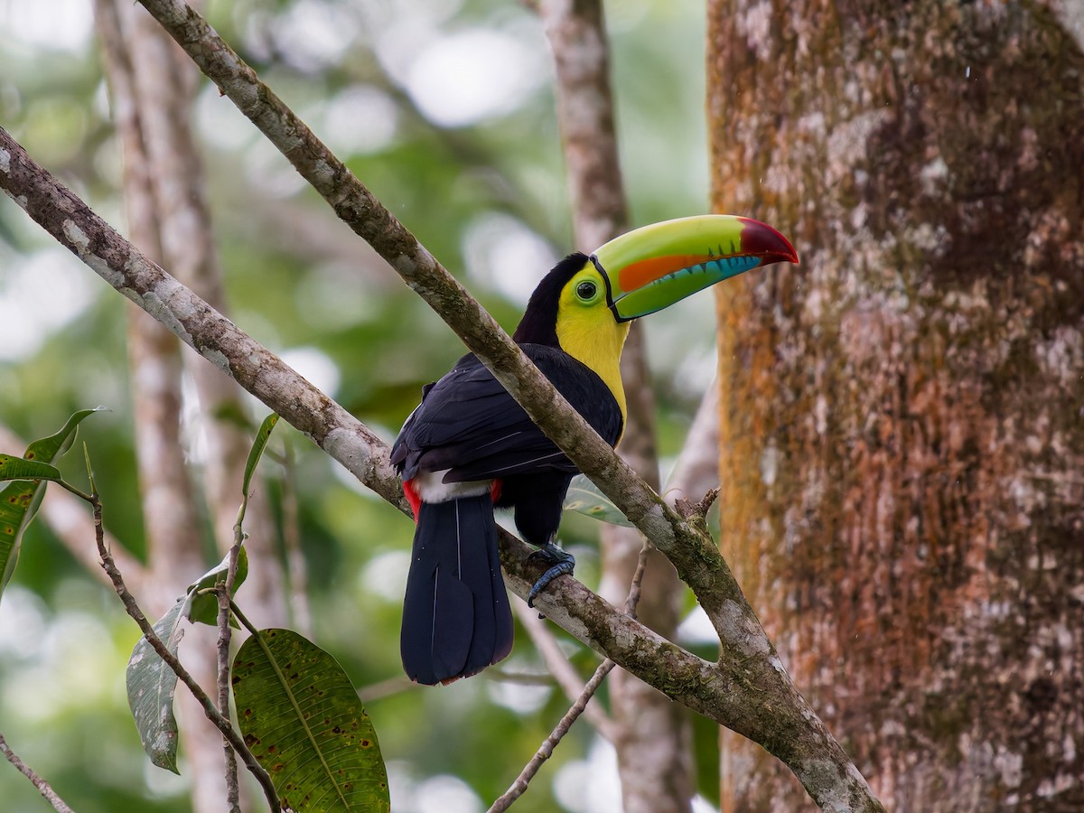 Тукан жовтогорлий - ML646426182