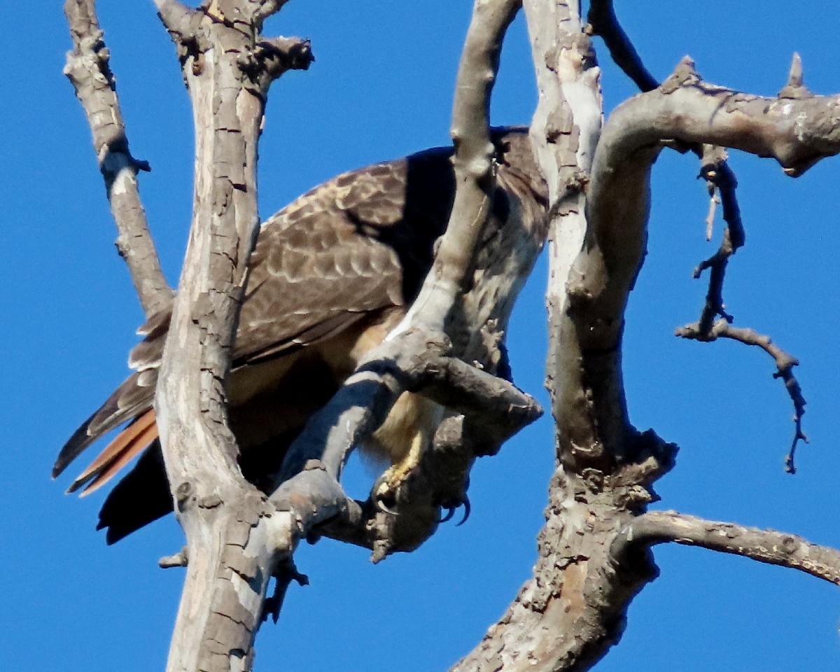 Red-tailed Hawk - ML646426183
