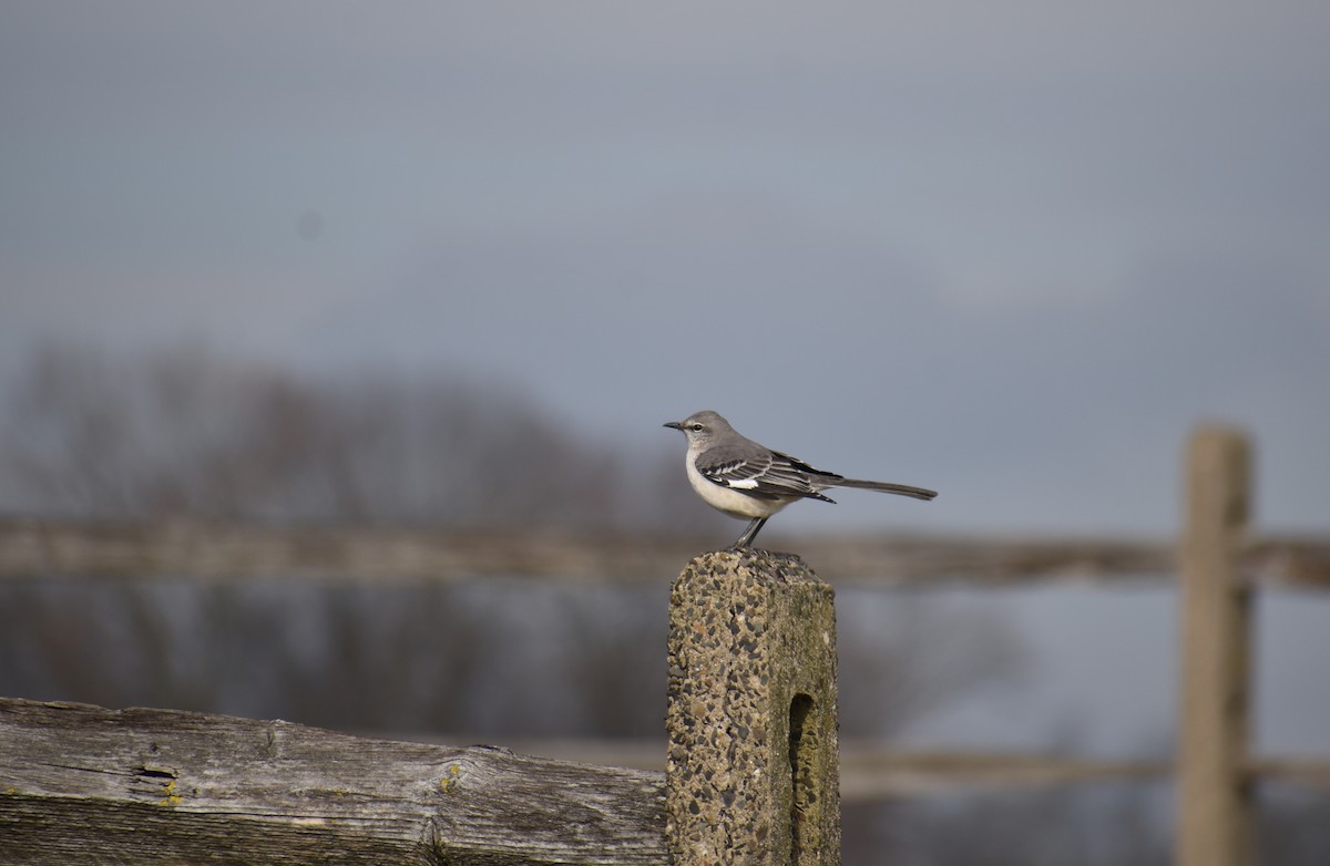 マネシツグミ - ML646426184