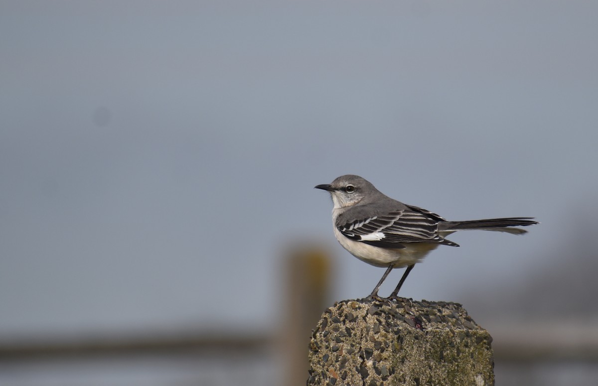 マネシツグミ - ML646426185