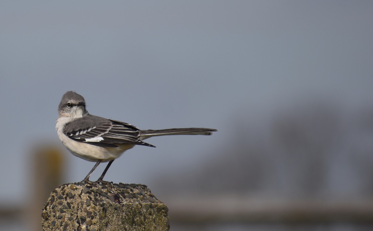 マネシツグミ - ML646426187