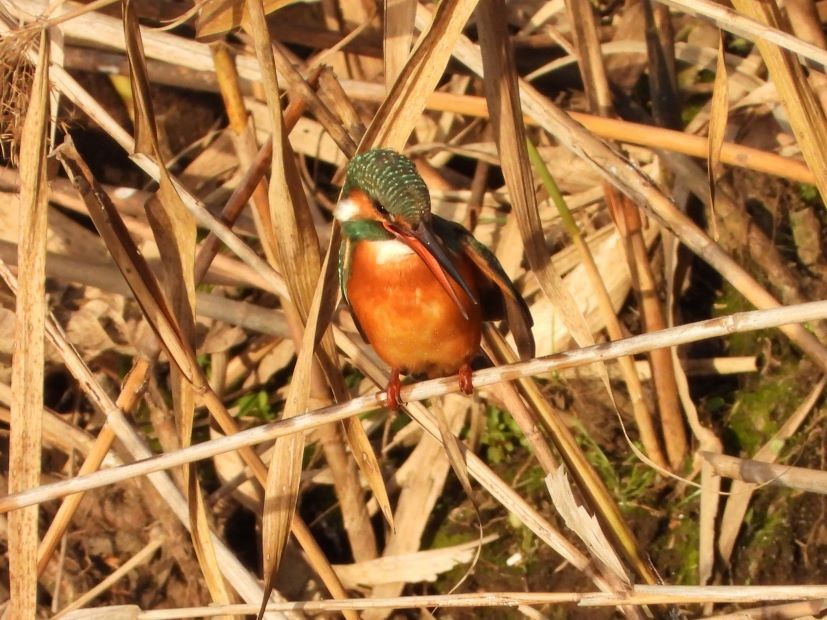 翠鳥 - ML646426188