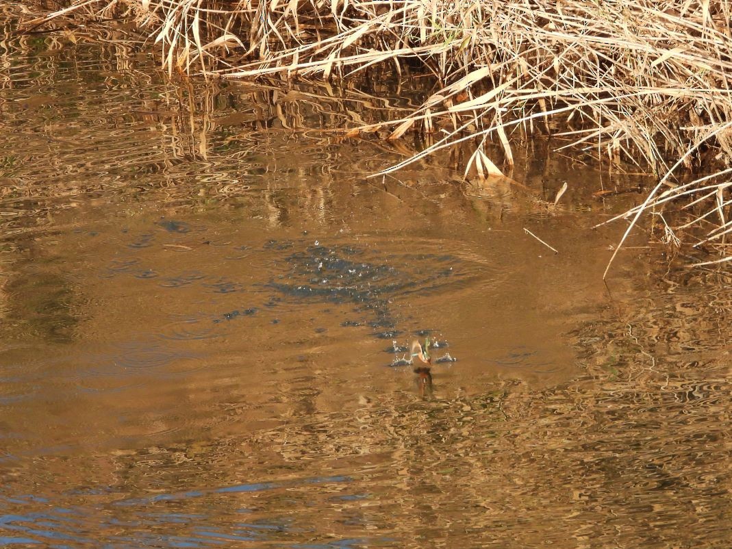 翠鳥 - ML646426189