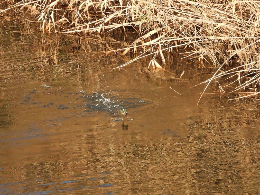 isfugl - ML646426195