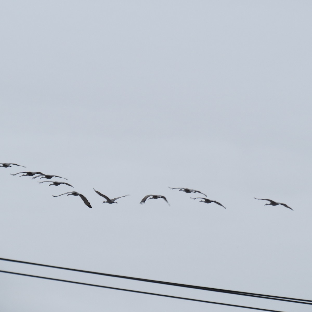 Grue du Canada - ML646426198