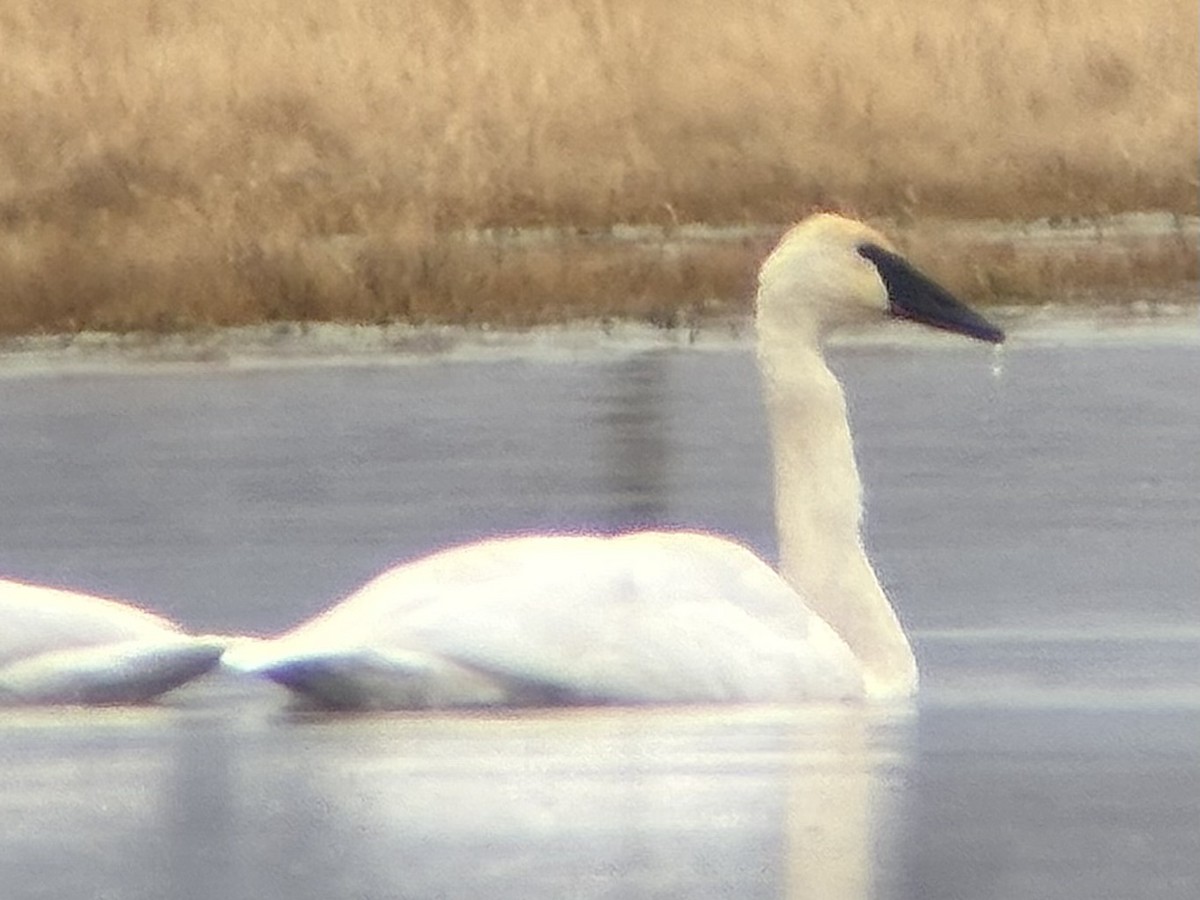 Trumpeter Swan - ML646426200