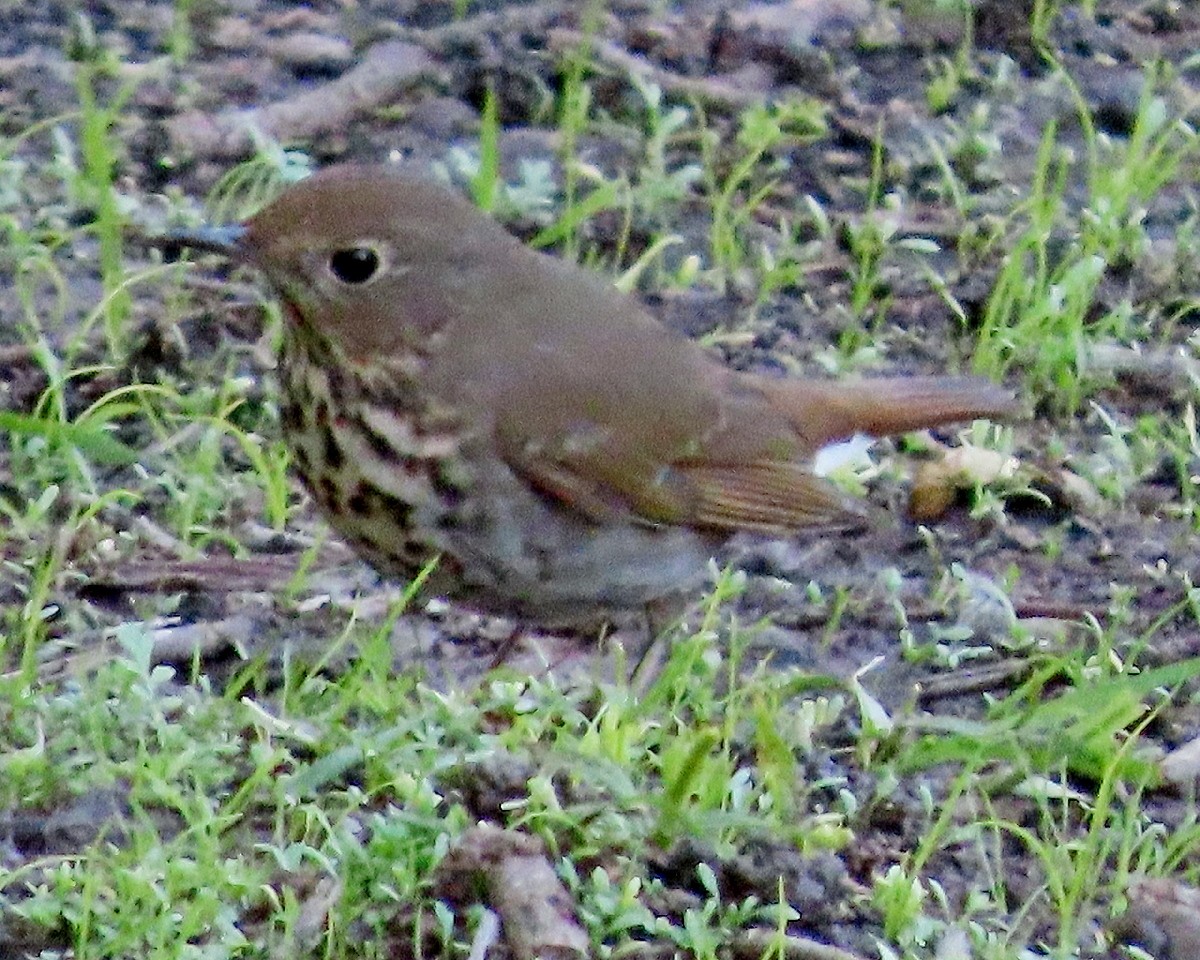 Hermit Thrush - ML646426201