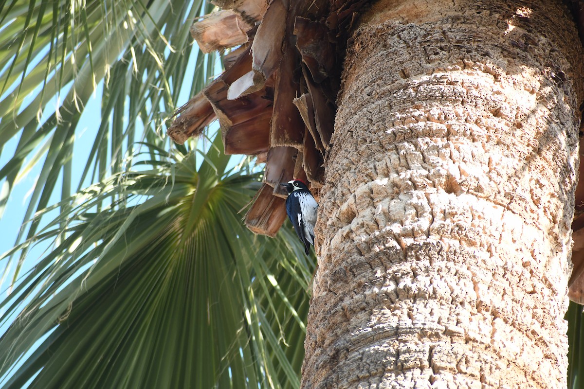 Acorn Woodpecker - ML646426202