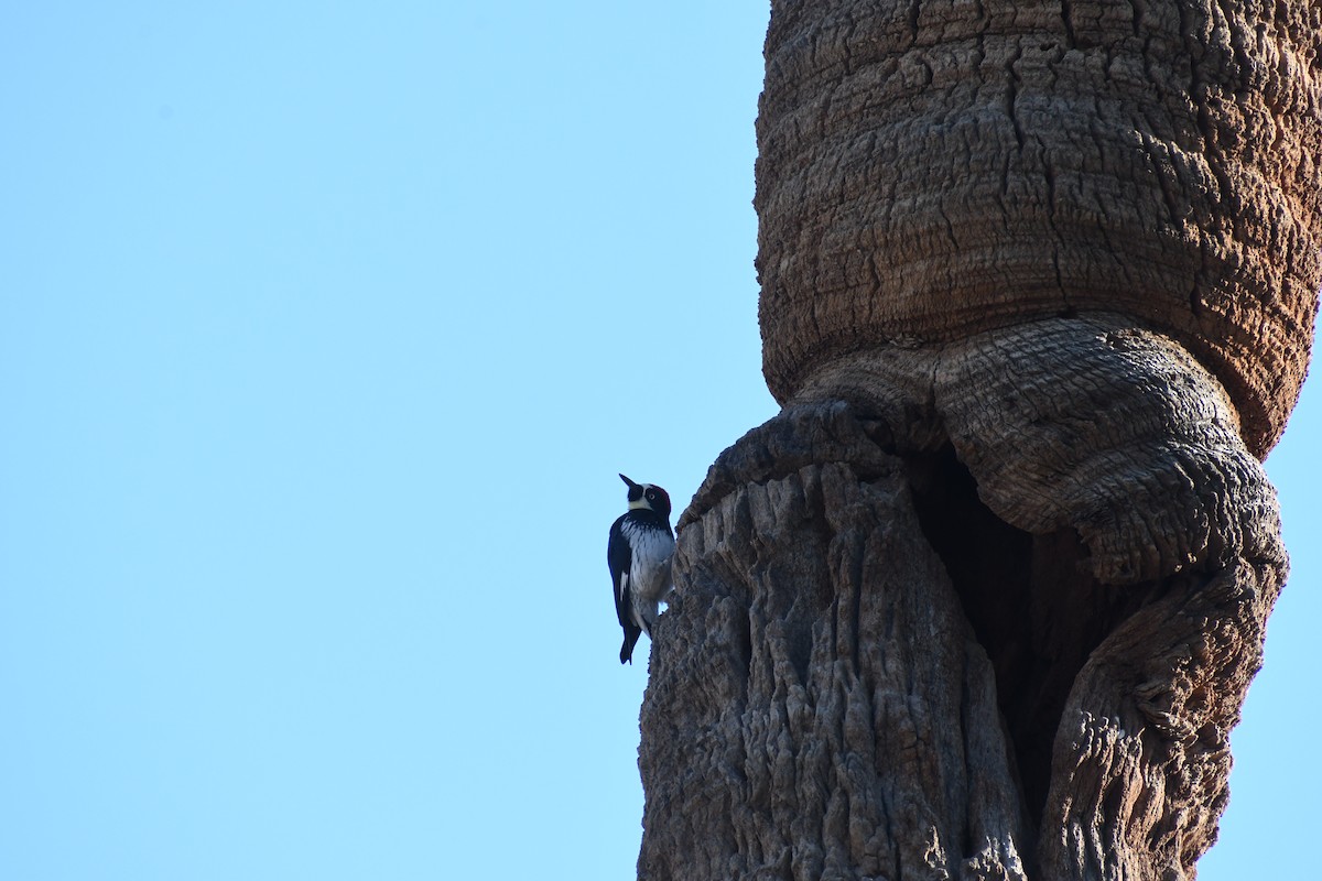 Acorn Woodpecker - ML646426203