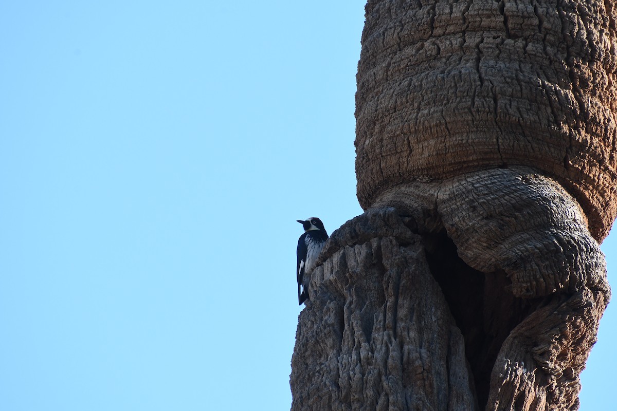 Acorn Woodpecker - ML646426204