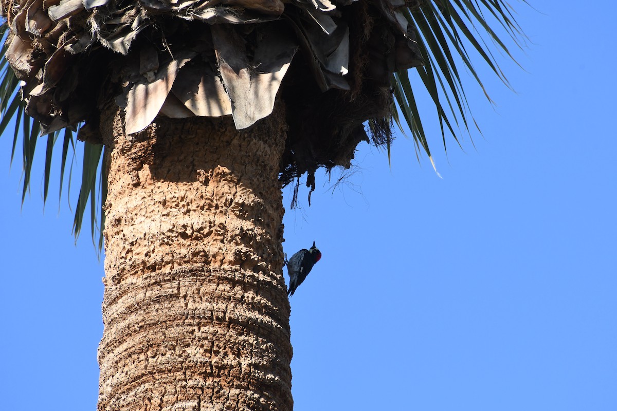 Acorn Woodpecker - ML646426205