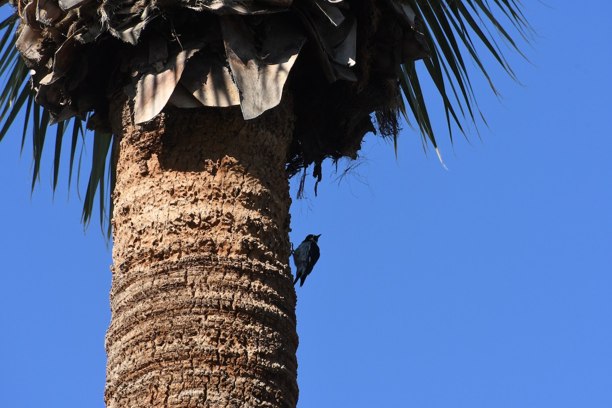 Acorn Woodpecker - ML646426206