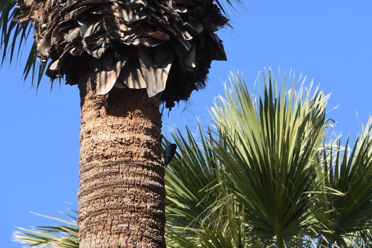 Acorn Woodpecker - ML646426207