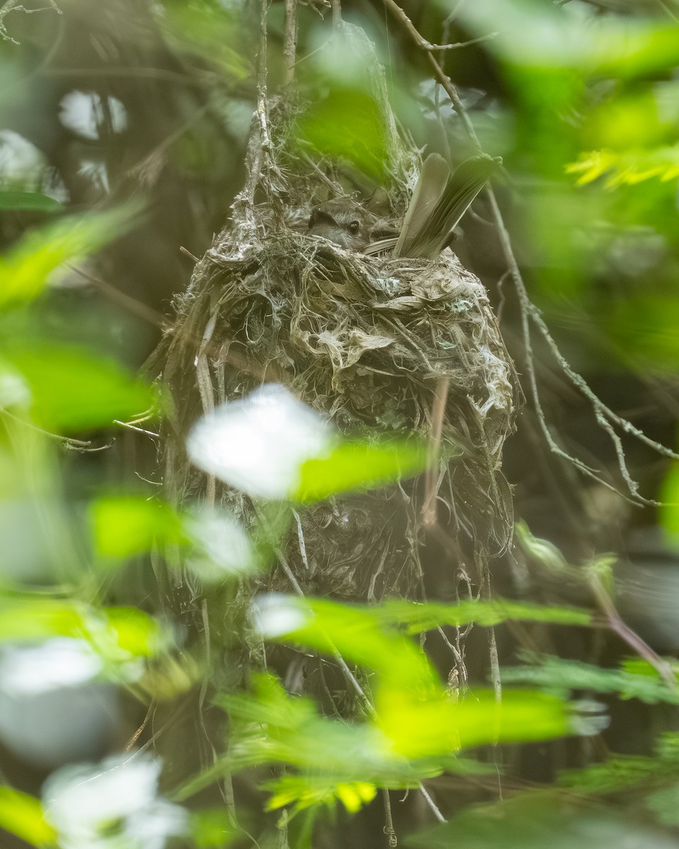 Mouse-gray Flycatcher - ML646426209