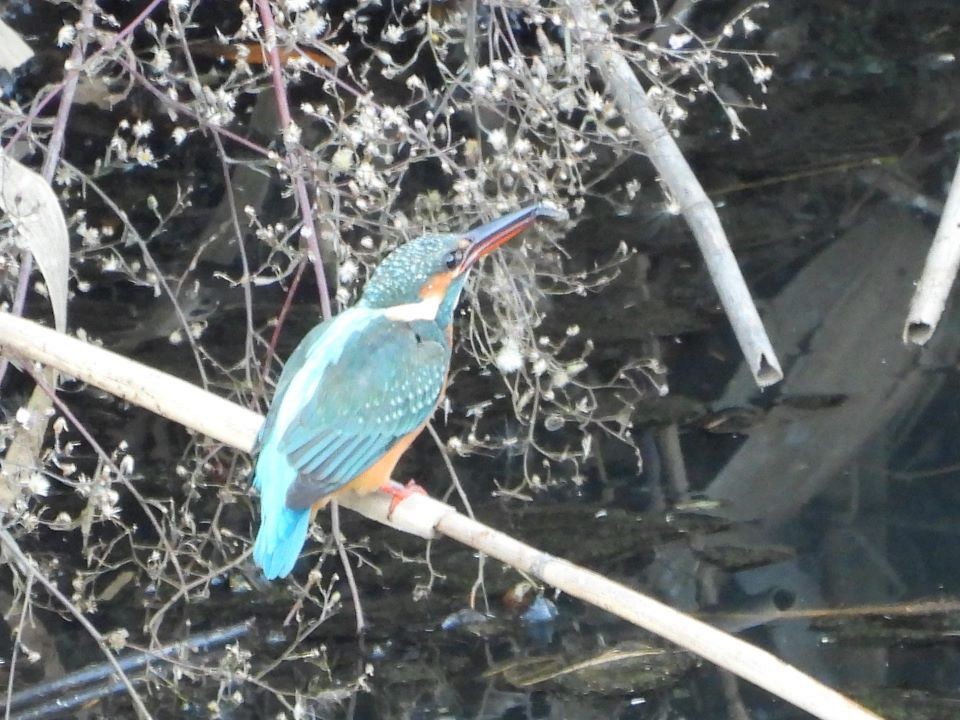 Common Kingfisher - ML646426211