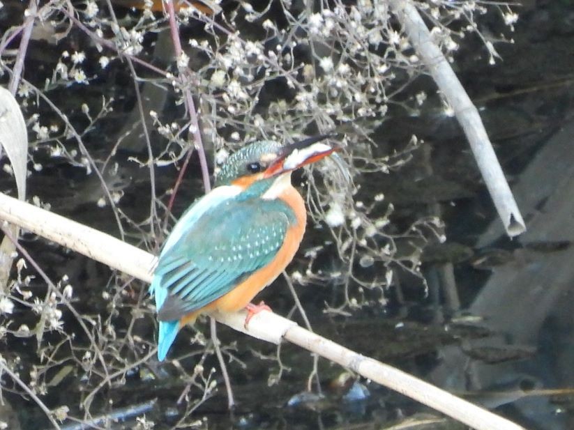 isfugl - ML646426212