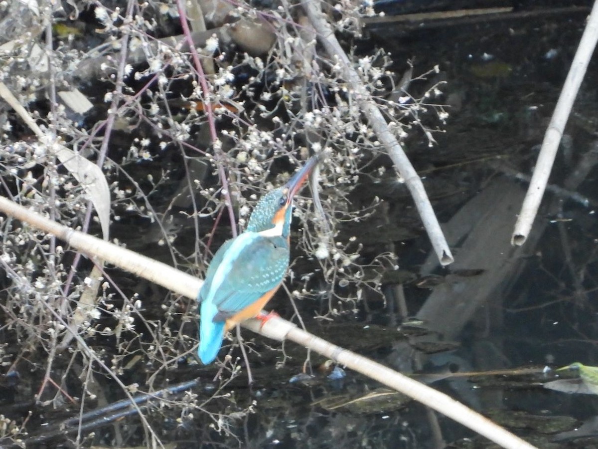 isfugl - ML646426214