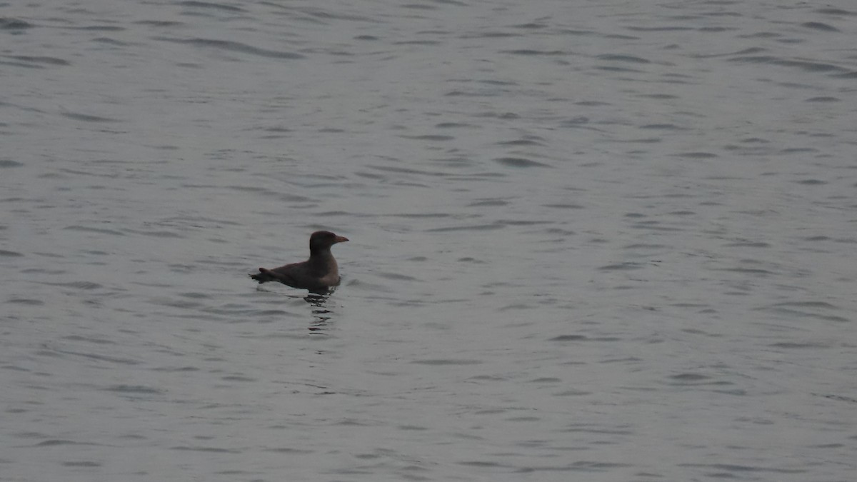 Rhinoceros Auklet - ML646426218