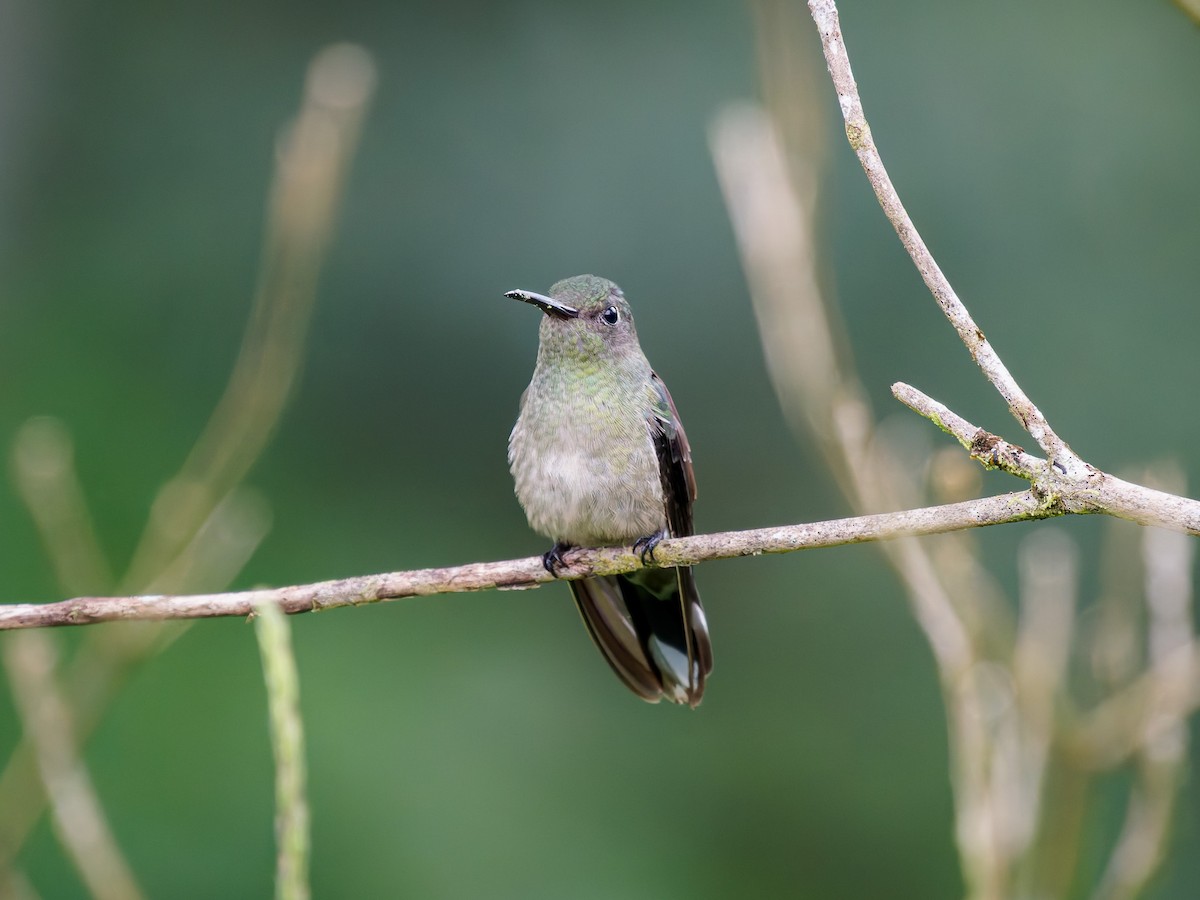 Scaly-breasted Hummingbird - ML646426219