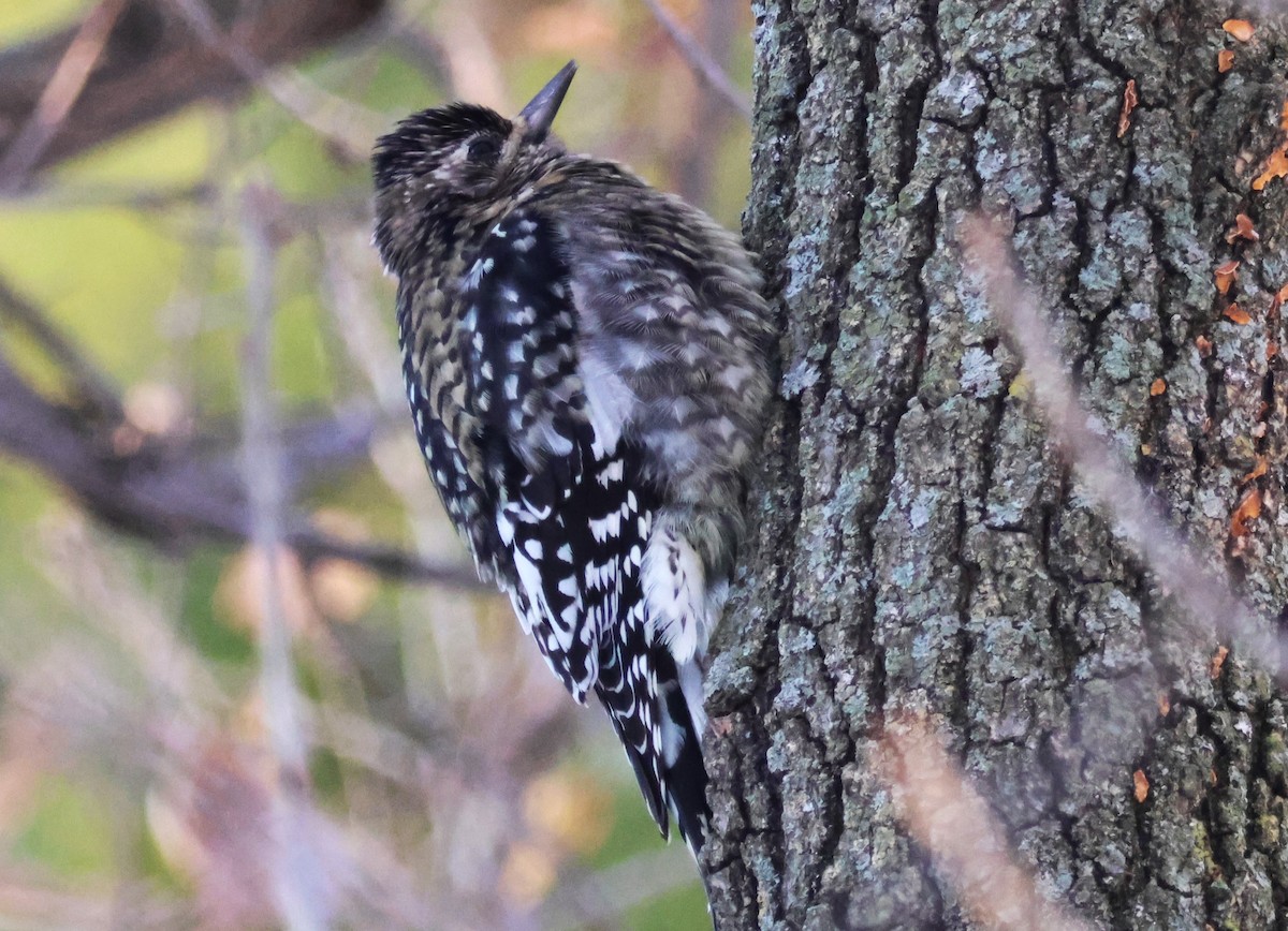 Yellow-bellied Sapsucker - ML646426220