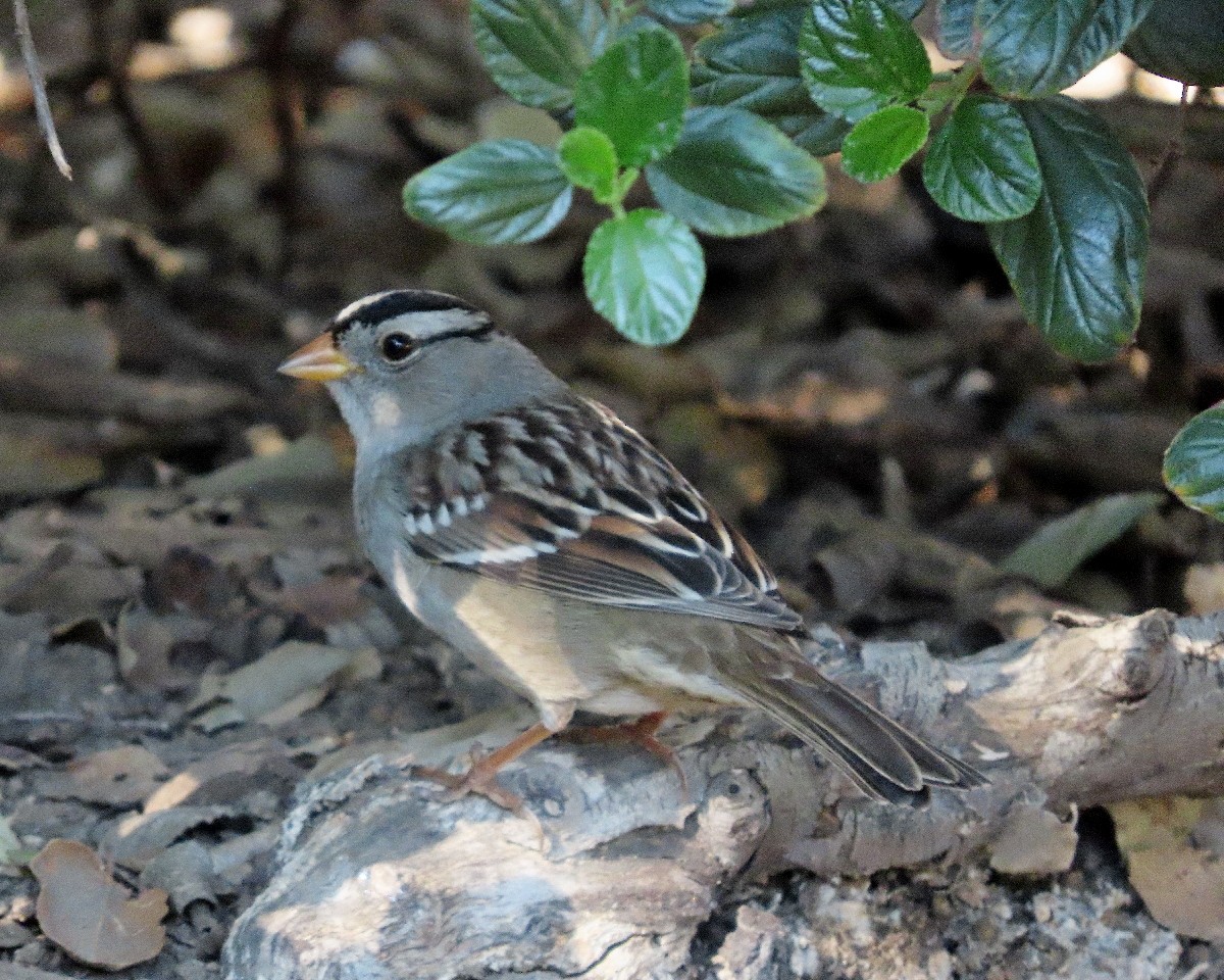 White-crowned Sparrow - ML646426221