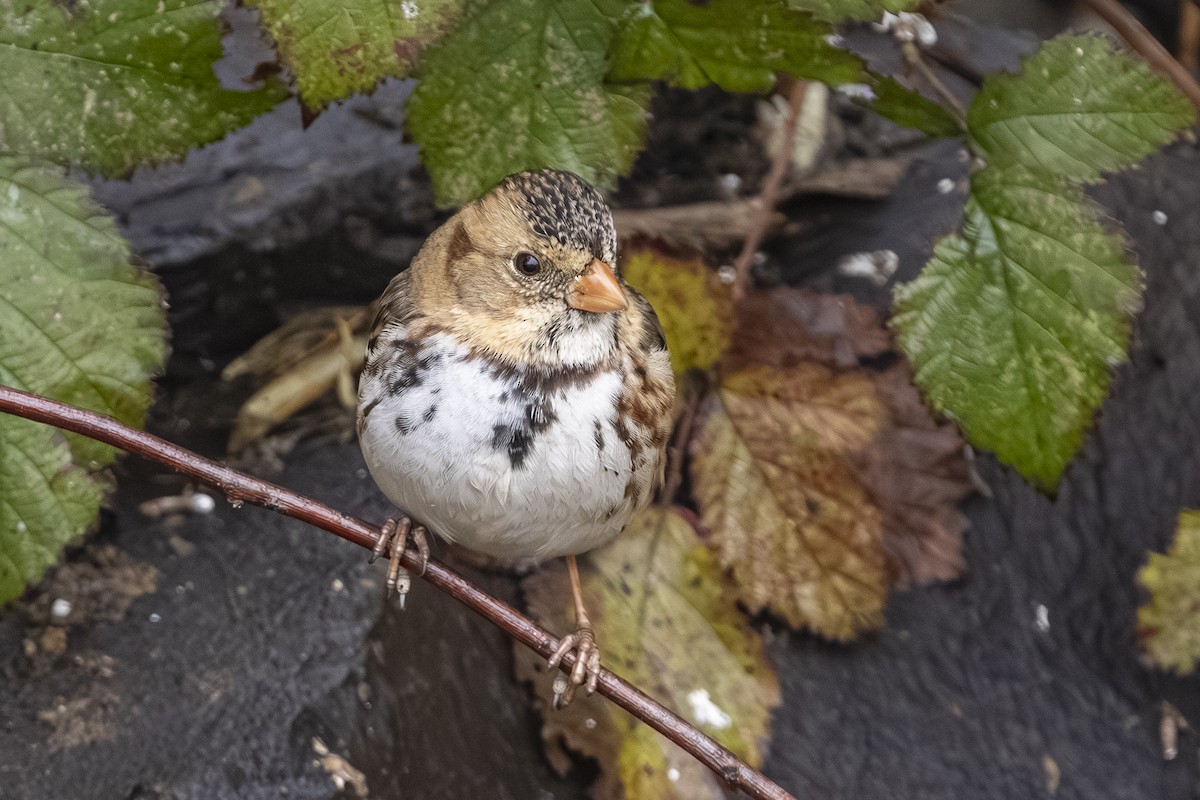 Harris's Sparrow - ML646426222