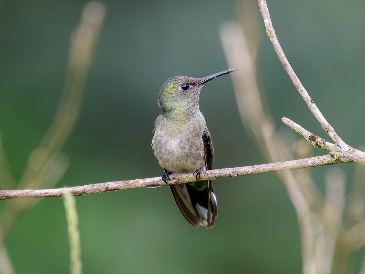 Scaly-breasted Hummingbird - ML646426223