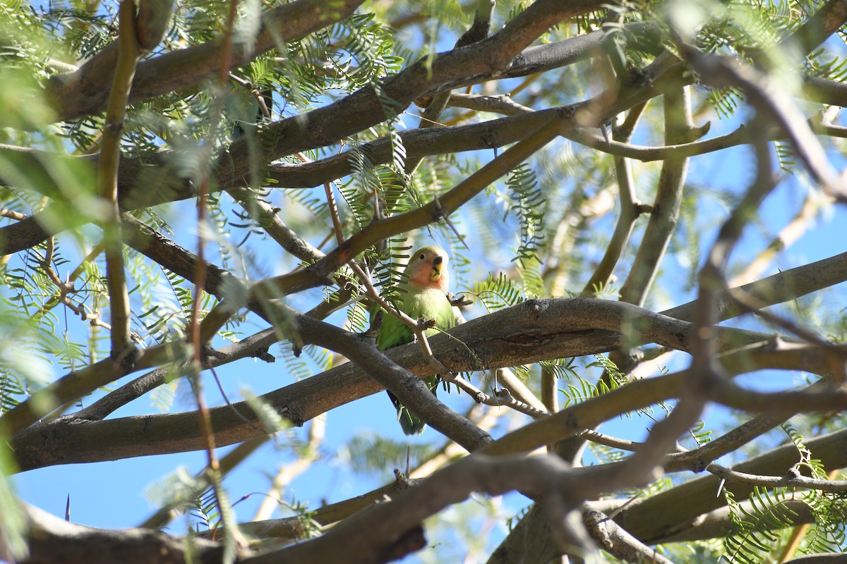Rosy-faced Lovebird - ML646426226