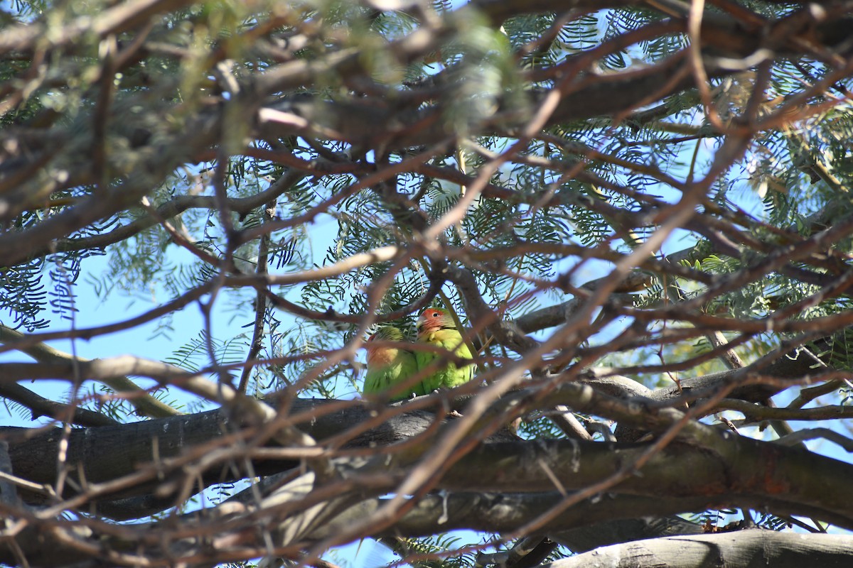Rosy-faced Lovebird - ML646426227