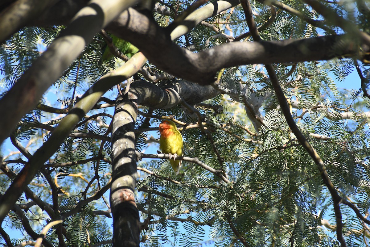 Rosy-faced Lovebird - ML646426228