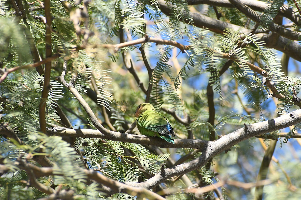 Rosy-faced Lovebird - ML646426229