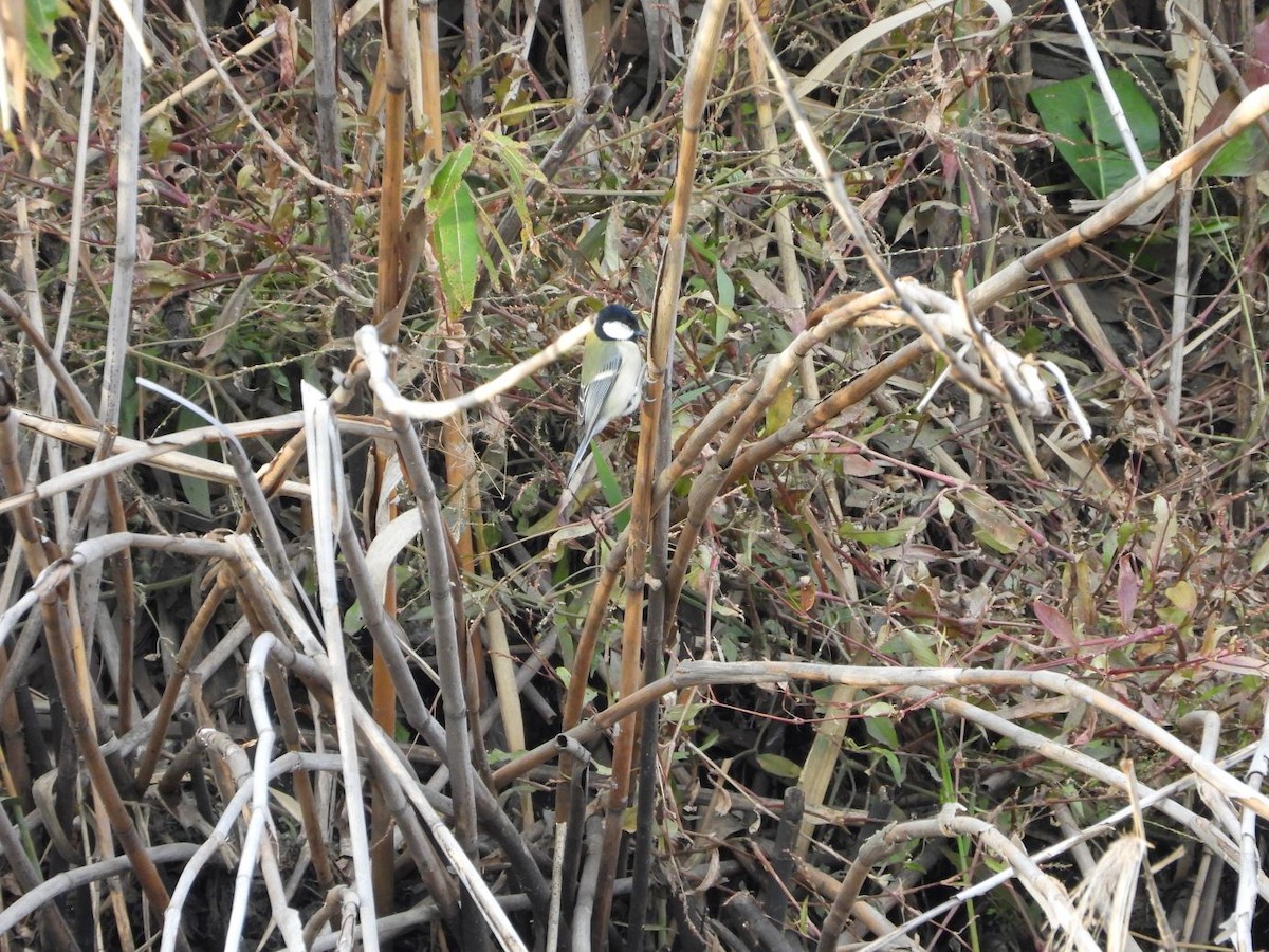 Asian Tit - ML646426230